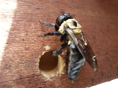 carpenter bee damage