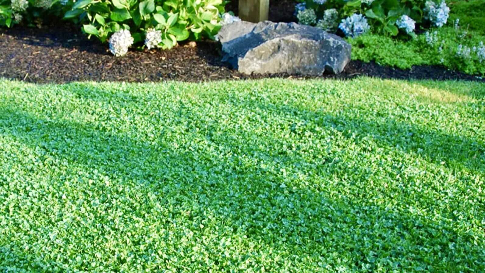 How to lower lawn maintenance by planting clover?