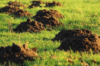 mole lawn damage