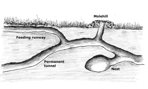 molehill structure