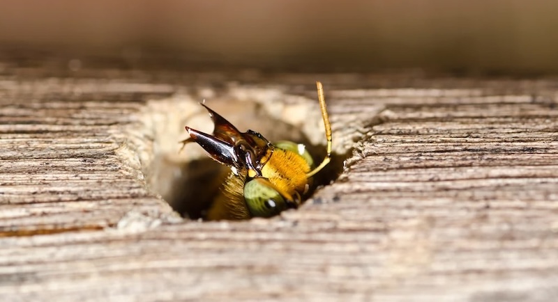 How to stop carpenter bees from destroying your home?